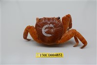 藏品(白紋方蟹)的圖片